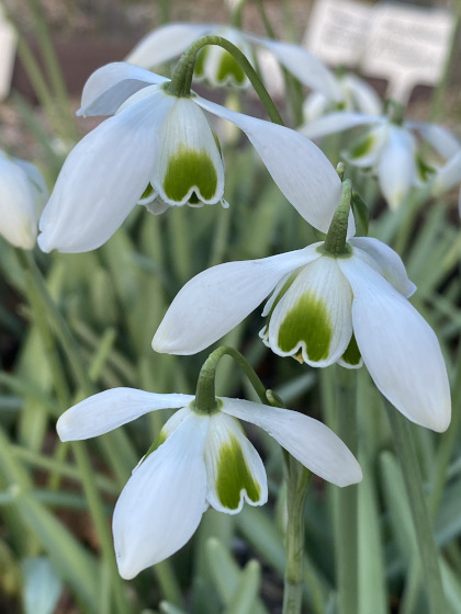 Galanthus 'Dionysus'